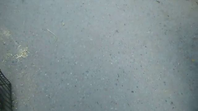 Как я торговала на зверском рынке перепелами