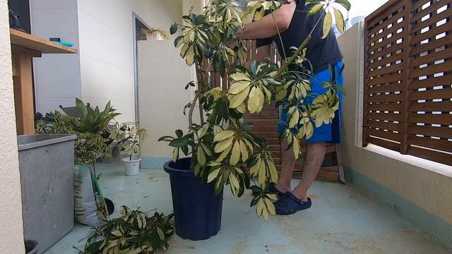 放ったらかされたカポック【剪定】挿し木も作成! Don't think. Feel смотреть онлайн