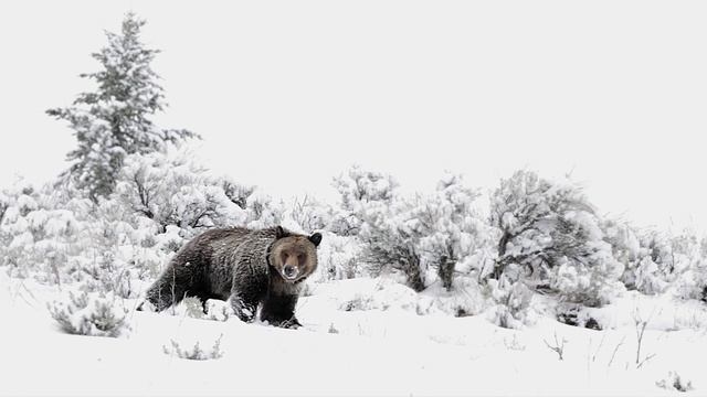 Wildlife Photography-BEST 40 Grizzly Bear Encounters-Jackson Hole/Grand Teton Park/Yellowstone-Pt 1 смотреть онлайн