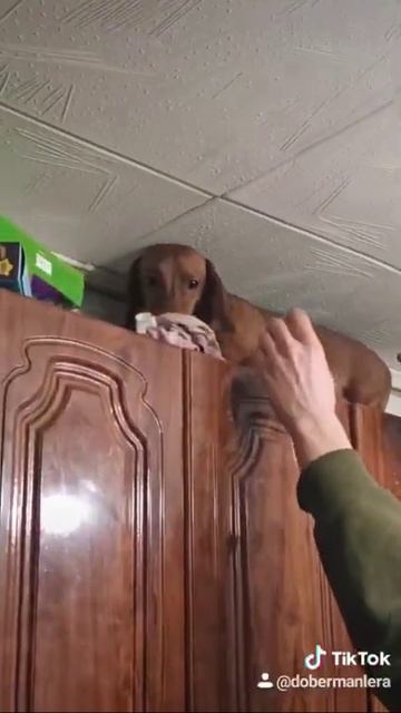 Падение таксы 😨 смотреть онлайн
