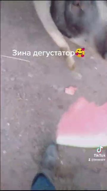 Кормим свинью арбузом смотреть онлайн