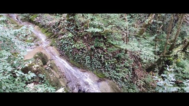 Сочи: Тисо Самшитовая роща 🌲🌳🌱🌿🌿🌾🍁🪨🕸🕷🦝🐗🦡🐾🪵