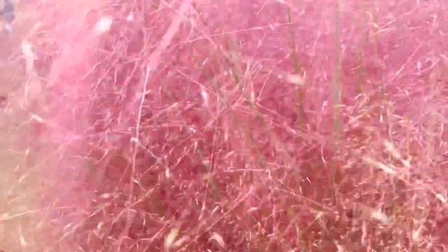 PINK MUHLY GRASS (ANG GANDA) AUTUMN IN KOREA | Rhem’zVlog