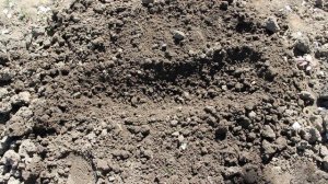 Посадка помидор по методу Маслова