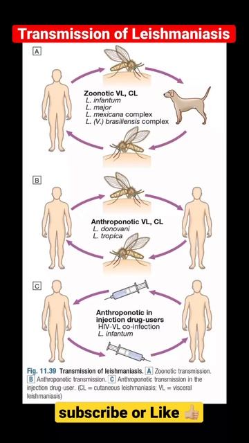 Transmission of Leishmaniasis смотреть онлайн