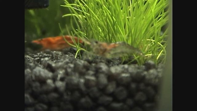 red cherry shrimps(Neocaridina heteropoda ) смотреть онлайн