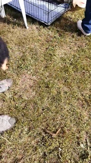 26 августа 2023 г. German spitz, Выставка собак РАМЕНЬЕ, Немецкие шпицы смотреть онлайн