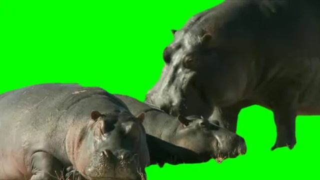 Hippopotamus Green screen HD/KIDS IDEA ANGATHAN смотреть онлайн