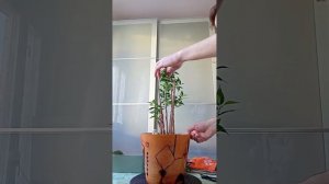 Обрезка фикуса Бенджамина в стиле Роща