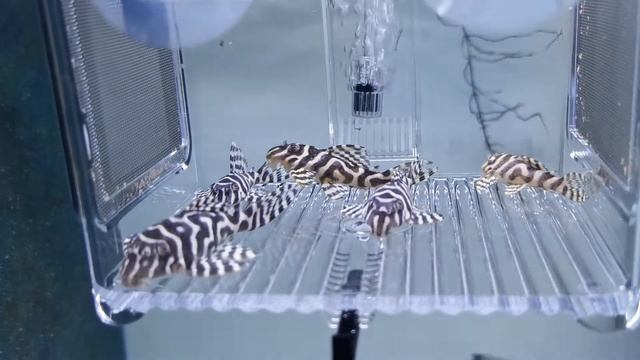 Hypancistrus L333 смотреть онлайн