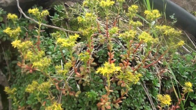 Wild Indigenous Sierra Succulent 417 смотреть онлайн