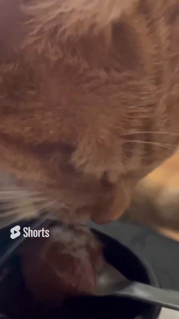 Один день из жизни кошки #57 - Cute Cats