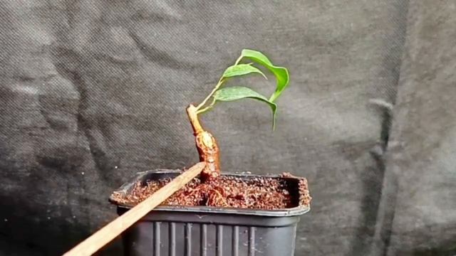 √1,√2,√3 бенджамин3 (Бонсай)