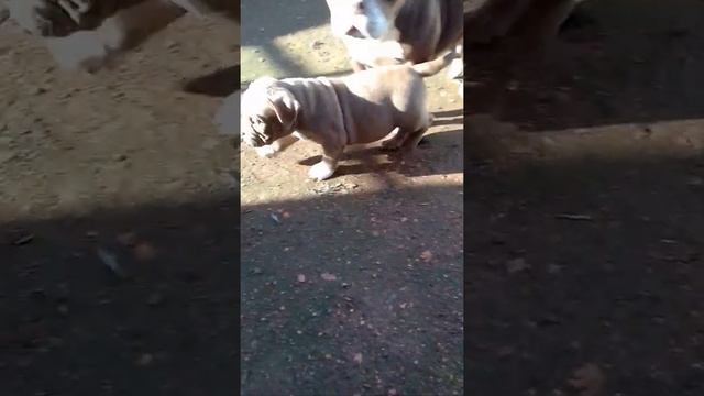 Лекс(Пряник)на прогулке с маской и тёткой))