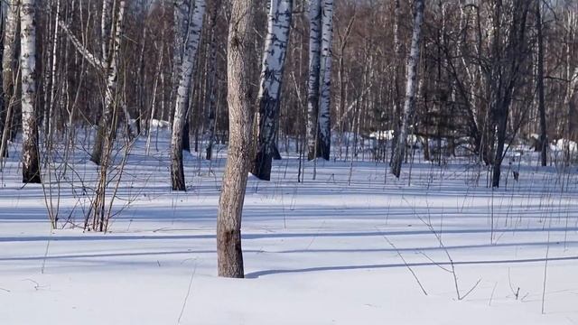 Прогулка по зимнему лесу (звуки снега) смотреть онлайн