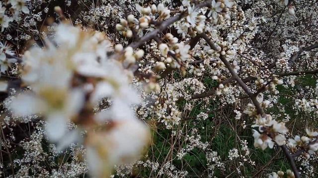 природа Баварий смотреть онлайн