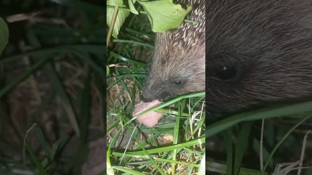 как ест ёжик(бесстрашный ёжик и сосиска) смотреть онлайн