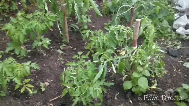 Томаты из пасынков!Самый быстрый способ,размножения томатов для открытого грунта!!!