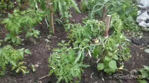 Томаты из пасынков!Самый быстрый способ,размножения томатов для открытого грунта!!!