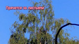 Кроухантинг : 2023 г .Июньский рейд , падения с отлётом и кульки . Crowhunting