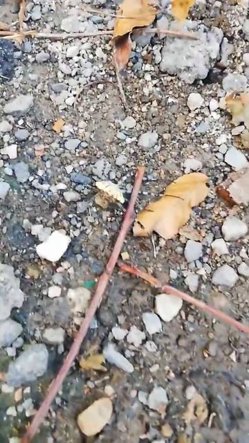 Самый редкий паук в мире