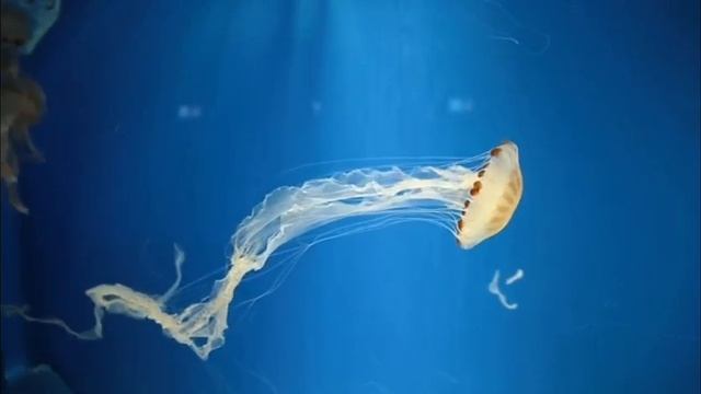 what is jellyfish? 🤔 Learn briefly about jelly fish🧐♥️ смотреть онлайн