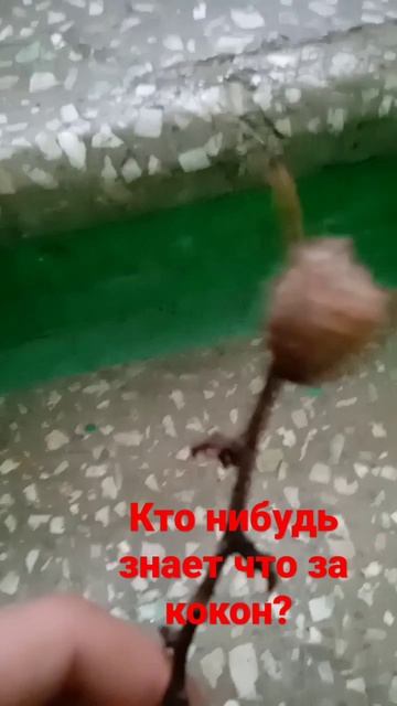 что за кокон? #бабочки смотреть онлайн