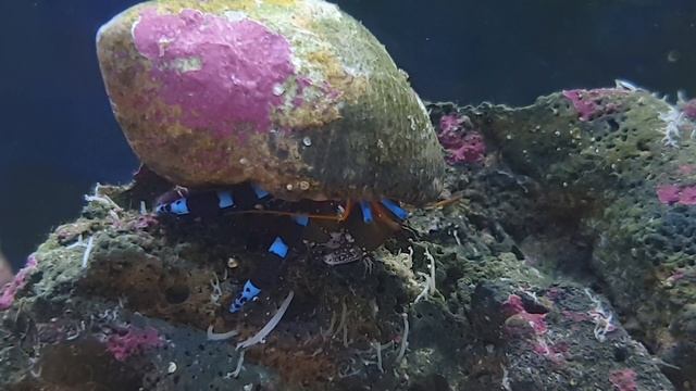 Blue legged hermit crab смотреть онлайн