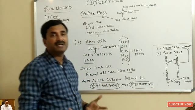 Complex Tissue (Phloem) Plant Anatomy | English Medium смотреть онлайн