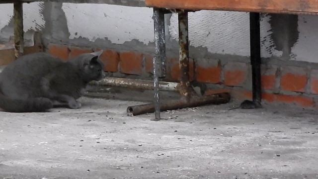 Кошка Мыфка и мышь смотреть онлайн