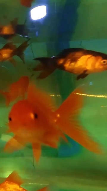 Beautiful ornamental fish 💚 #shorts #fishing #fish #Animal смотреть онлайн