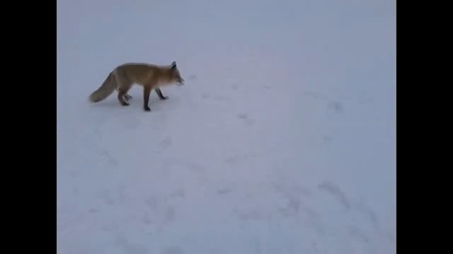 ВСТРЕЧА С ЛИСОЙ НА РЫБАЛКЕ . часть 1 смотреть онлайн