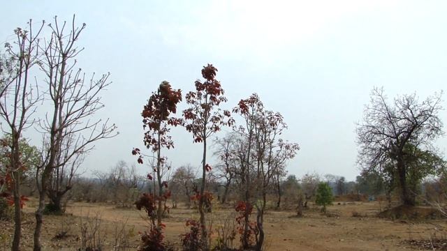 Chhattisgarh in summer. Part-28 © Pankaj Oudhia смотреть онлайн