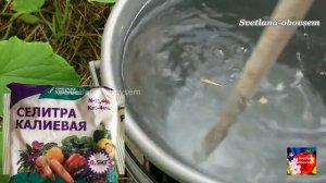 КАК СПАСТИ СМОРОДИНУ,КРЫЖОВНИК ОТ ВОЗВРАТНЫХ МОРОЗОВ!ЭФФЕКТИВНЫЕ МЕТОДЫ ВОССТАНОВЛЕНИЯ!