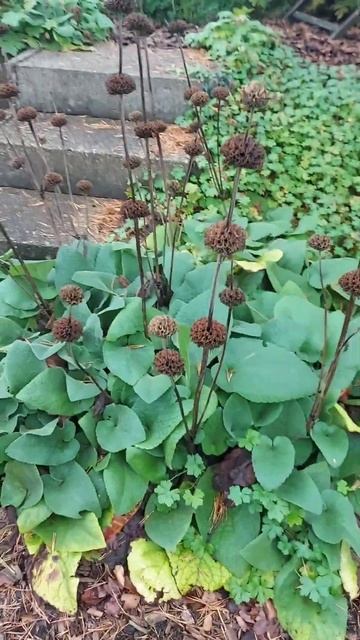 КИПРЕЙ - PHLOMIS RUSSELIANA - зимнезелёное почвопокровное растение # Bodendeckerpflanze.. смотреть онлайн