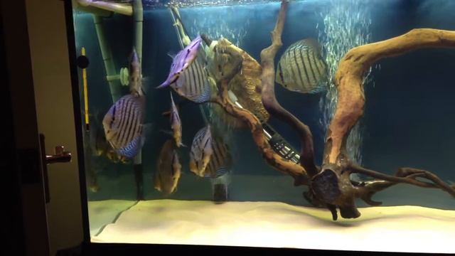 My Discus Fish смотреть онлайн
