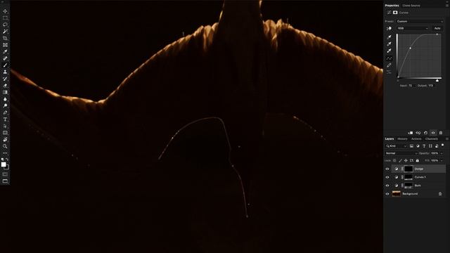 Realtime Edit - Usama Tabani - Diving Tern