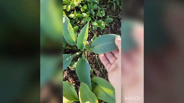 Хости Mito-no-hana та Sapphire pillows! смотреть онлайн