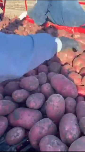 СТАРТ КОПКИ КАРТОФЕЛЯ - ООО Разолье смотреть онлайн