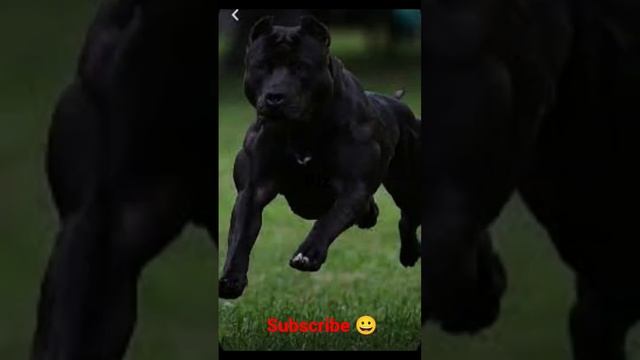 #dog #pitbull #youtubeshorts смотреть онлайн