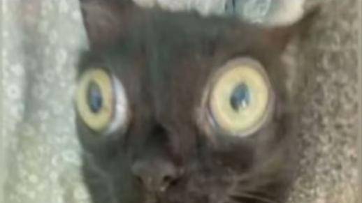 реклама Project Remix