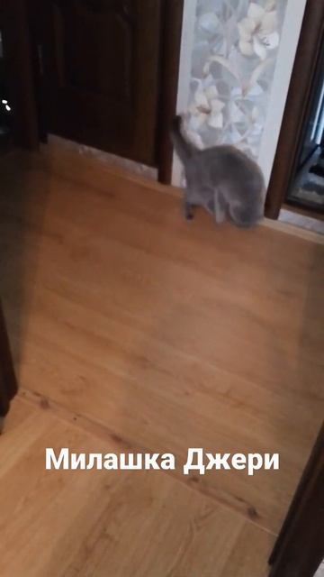 ❕Вот так Джери раньше кушал креветки, пока не поиграет не ест🪱🔝#кот#британец#животные#cat#топ#рек#т