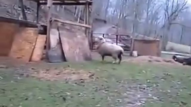 Овечку вырастили со щенками, теперь она считает себя собакой.