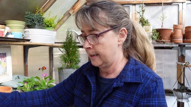 Planting Begonias смотреть онлайн