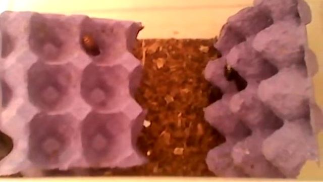 Cucarachas de Madagascar( explicacion y detalles sobre ellas). смотреть онлайн