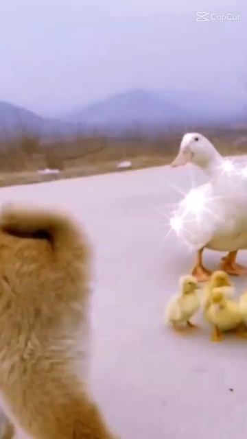 Heart touching Love and Friendship between Dog and Duck ❤😻 смотреть онлайн