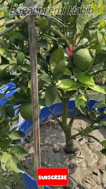 #BigMalta #AlltimeCitrusPlant смотреть онлайн