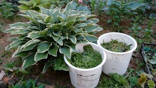 ЗЕЛЕНОЕ УДОБРЕНИЕ. РЕЦЕПТ ПРОВЕРЕННЫЙ ВРЕМЕНЕМ! смотреть онлайн