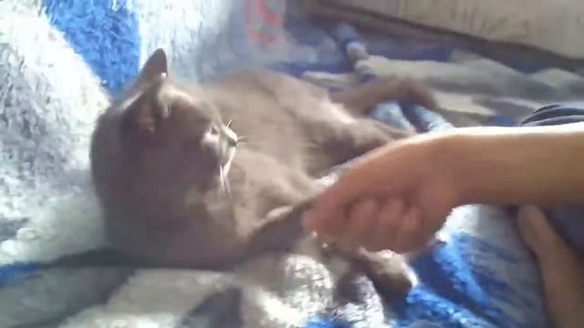 Дуся! Лапу давай смотреть онлайн