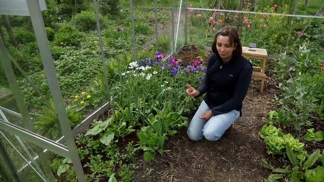 Lettuce, spinach & tulips - April garden update смотреть онлайн